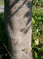 Image of Elaeocarpus sylvestris (Lour.) Poir.