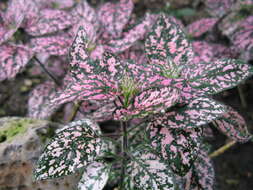 Hypoestes phyllostachya Baker resmi