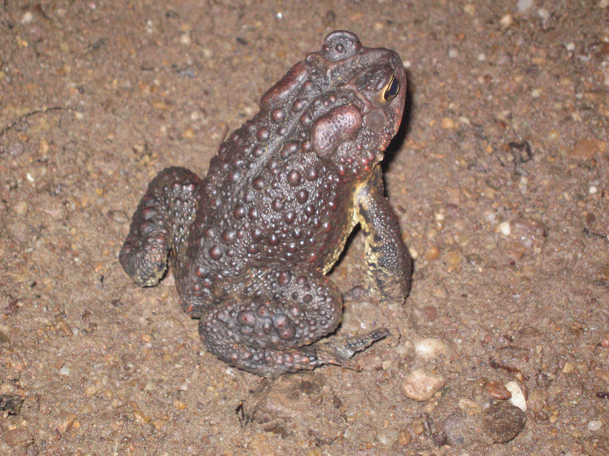 Image de Anaxyrus americanus (Holbrook 1836)