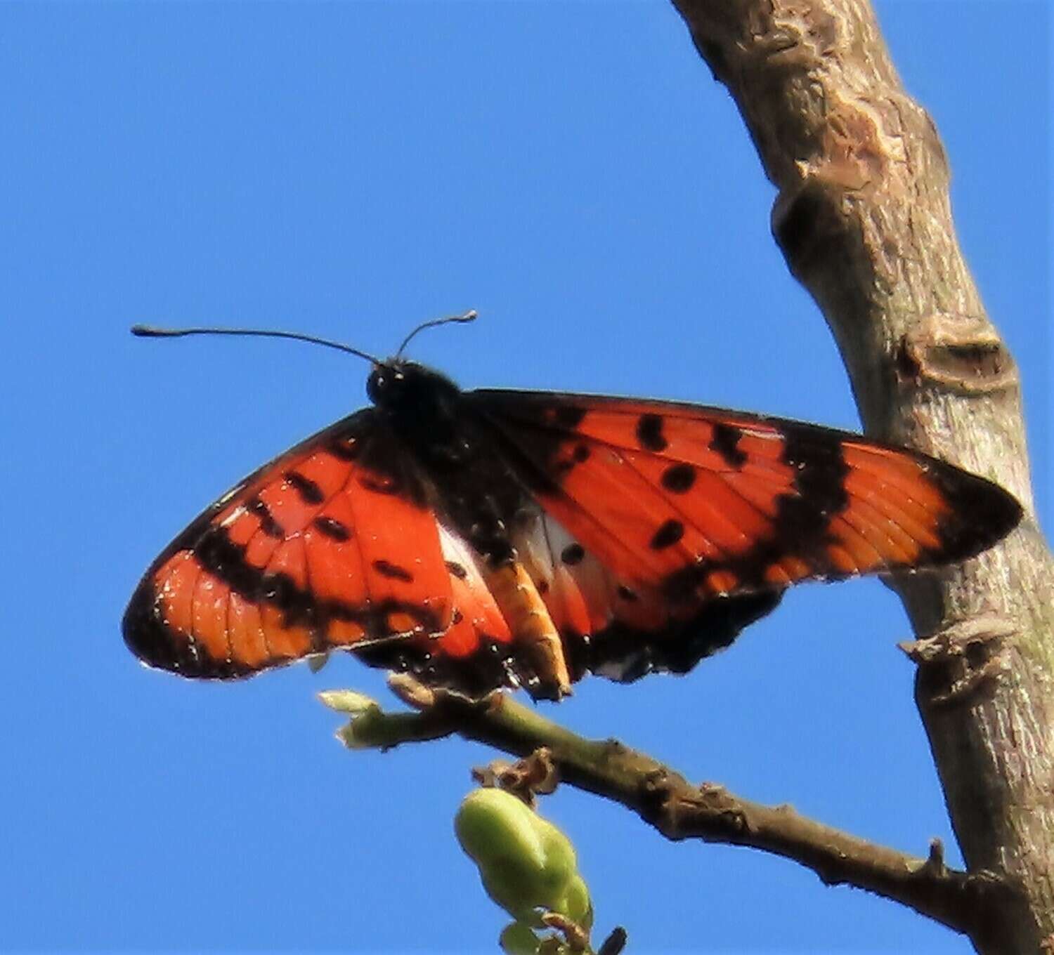 Image de Acraea acara Hewitson 1865