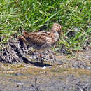 Image of Japanese Snipe