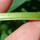 Image of California nettle