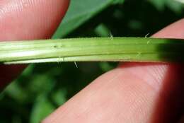 Urtica gracilis subsp. gracilis resmi