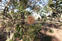 Image of silver banksia