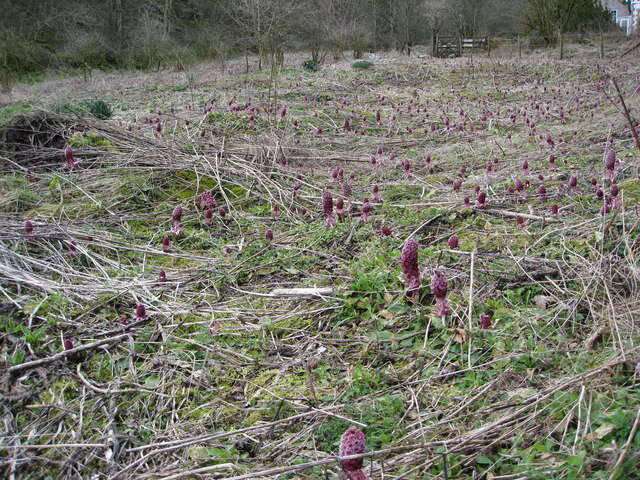 Image of pestilence wort