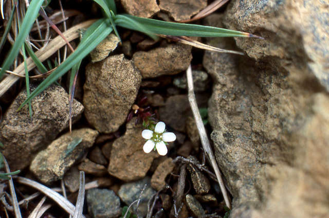 Image of Arenaria norvegica Gunnerus