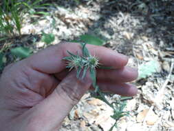 Imagem de Centaurea melitensis L.