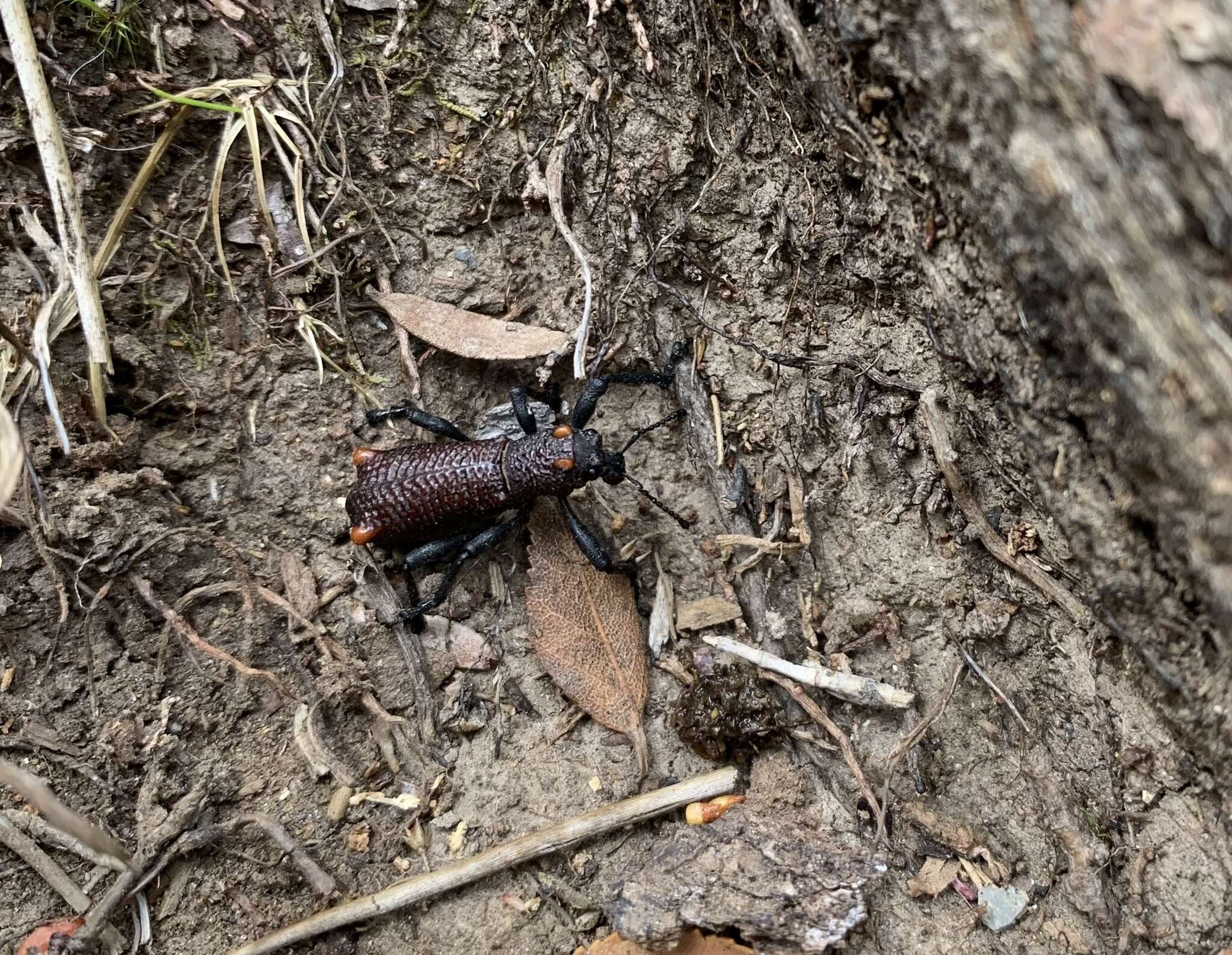 Image of Aegorhinus bulbifer Morrone 1994