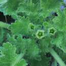 Image of rock nettle