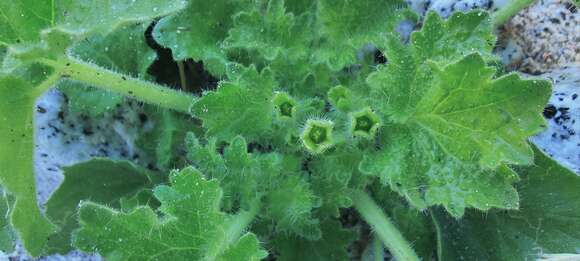 Image of rock nettle