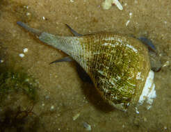 Image of pear whelk