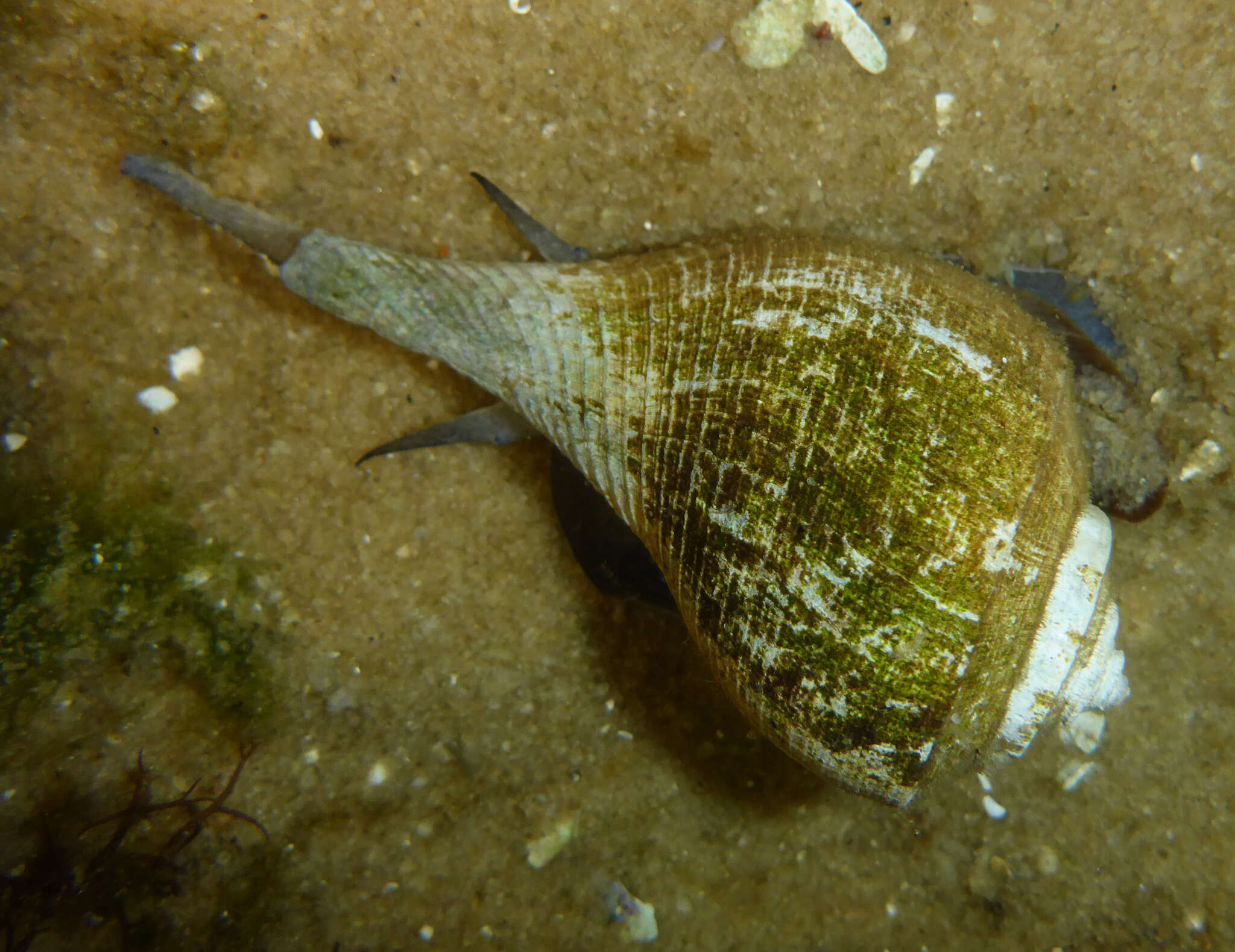 Image of pear whelk