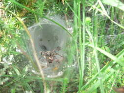 Image of Agelena labyrinthica (Clerck 1757)