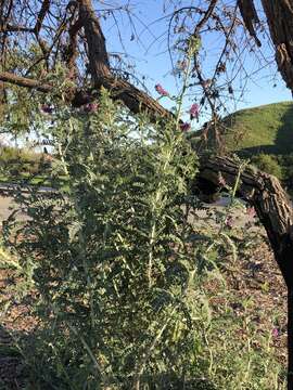 Image of Braunton's milkvetch