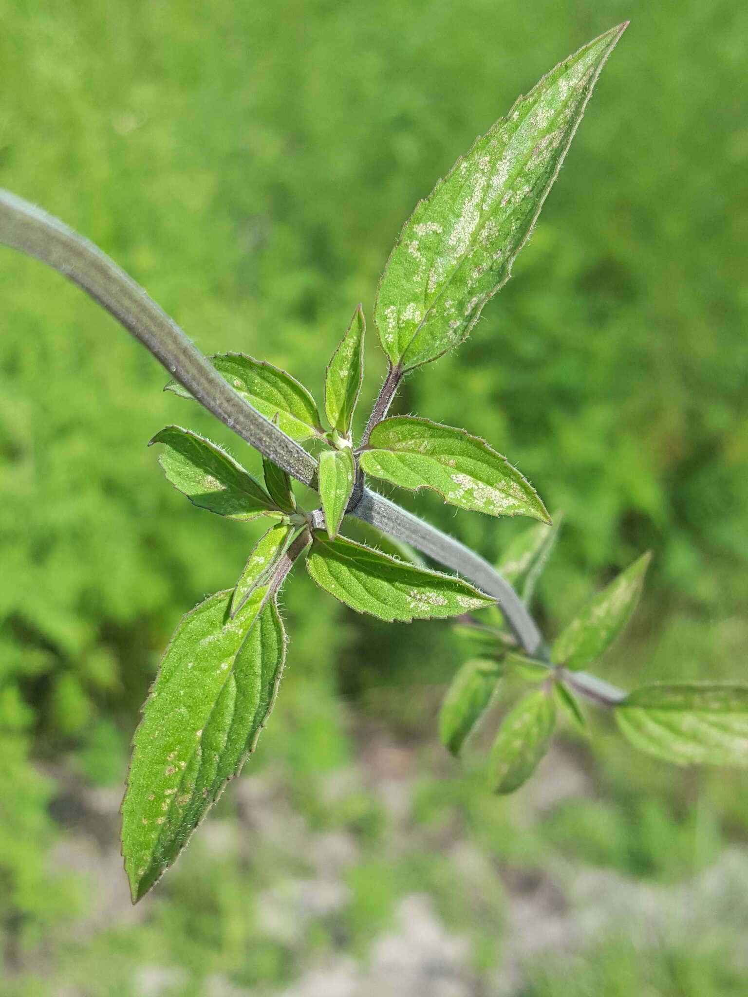 Imagem de Monarda punctata var. punctata