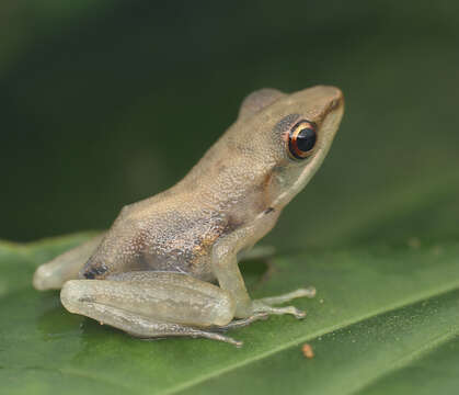 Chalcorana labialis (Boulenger 1887)的圖片