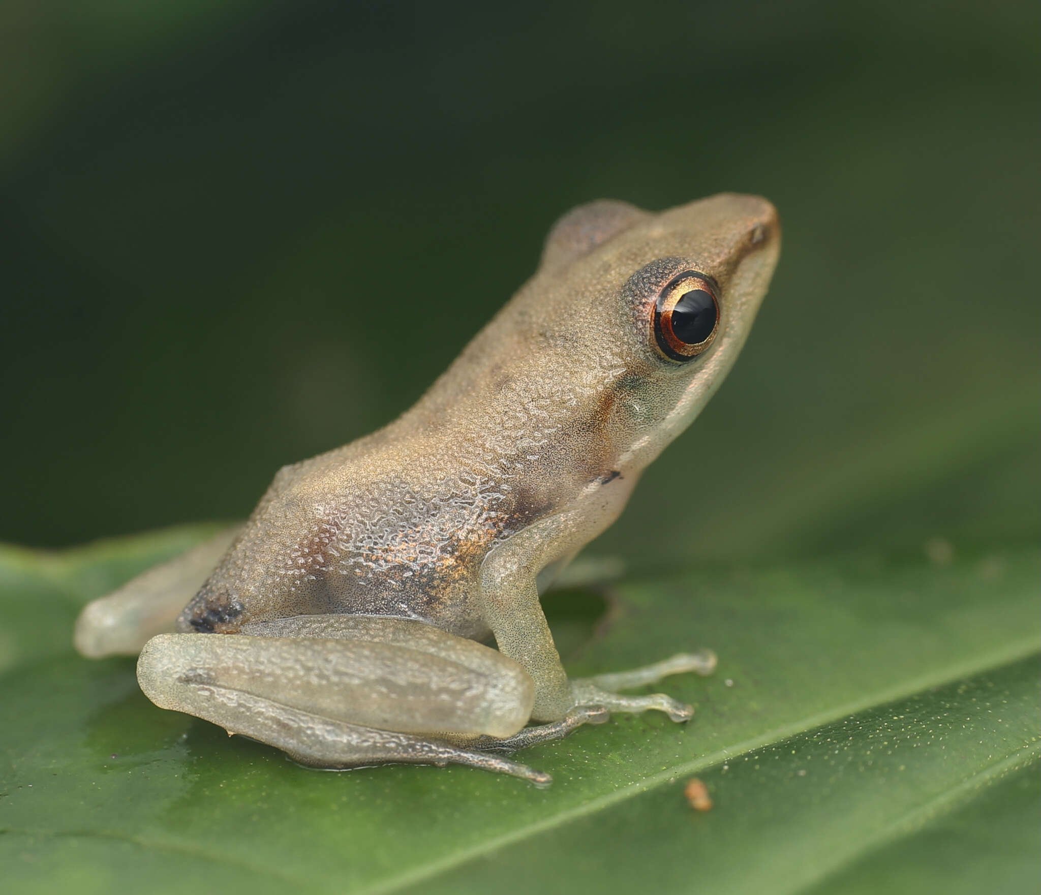 Chalcorana labialis (Boulenger 1887)的圖片