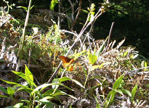 Image of Elleanthus aurantiacus (Lindl.) Rchb. fil.