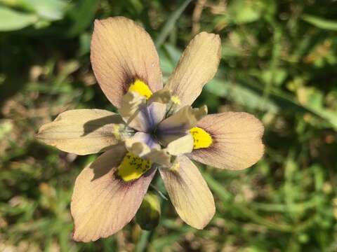 Image of Buff Clockflower