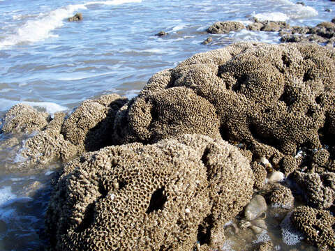 Image of honeycomb worm