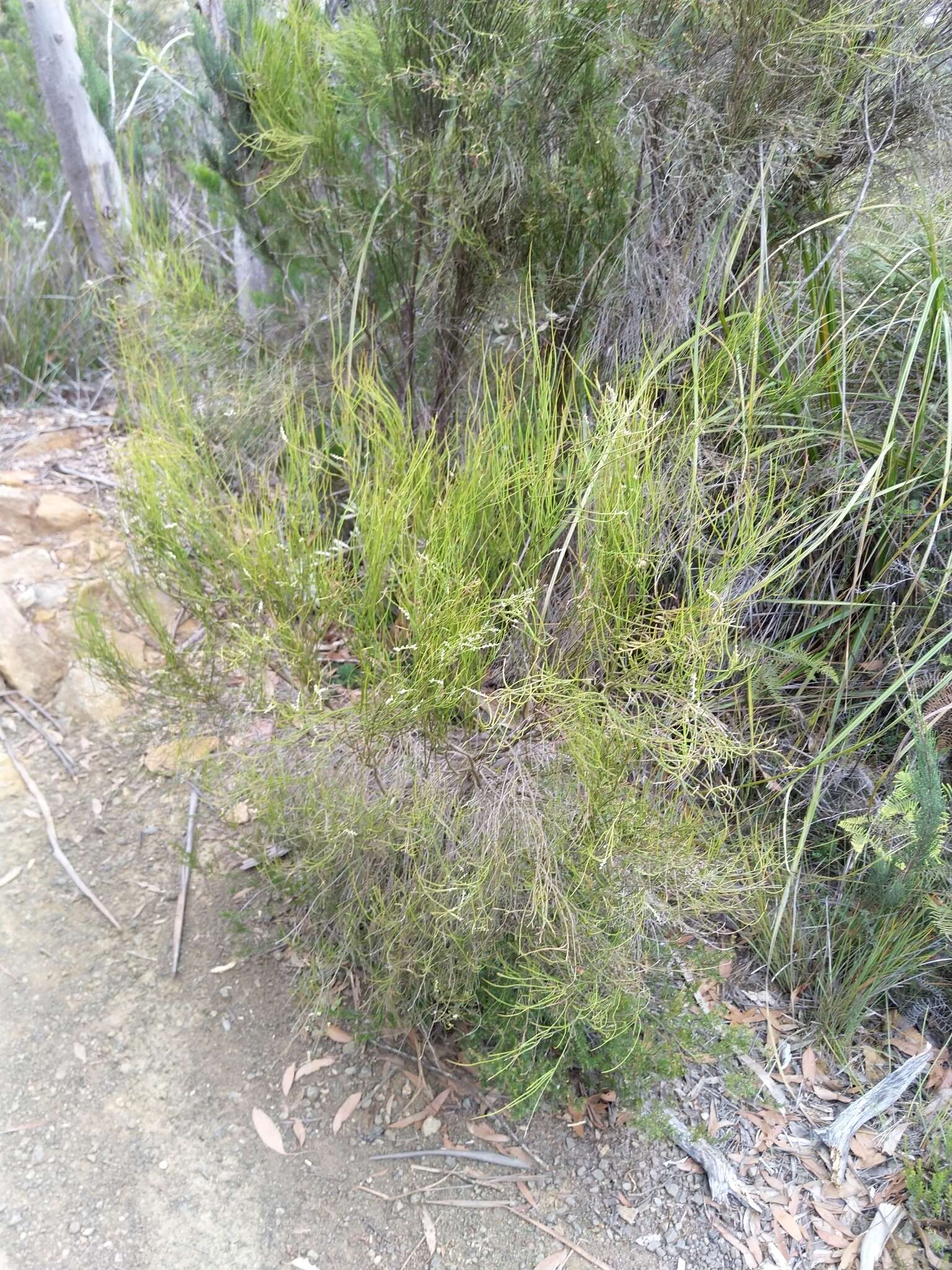 Image de Leptomeria drupacea (Labill.) Druce