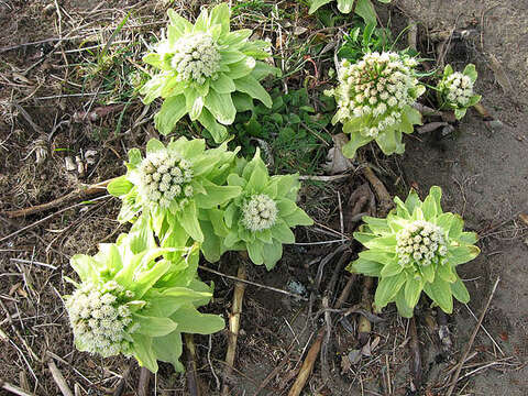 Image of Bog rhubarb