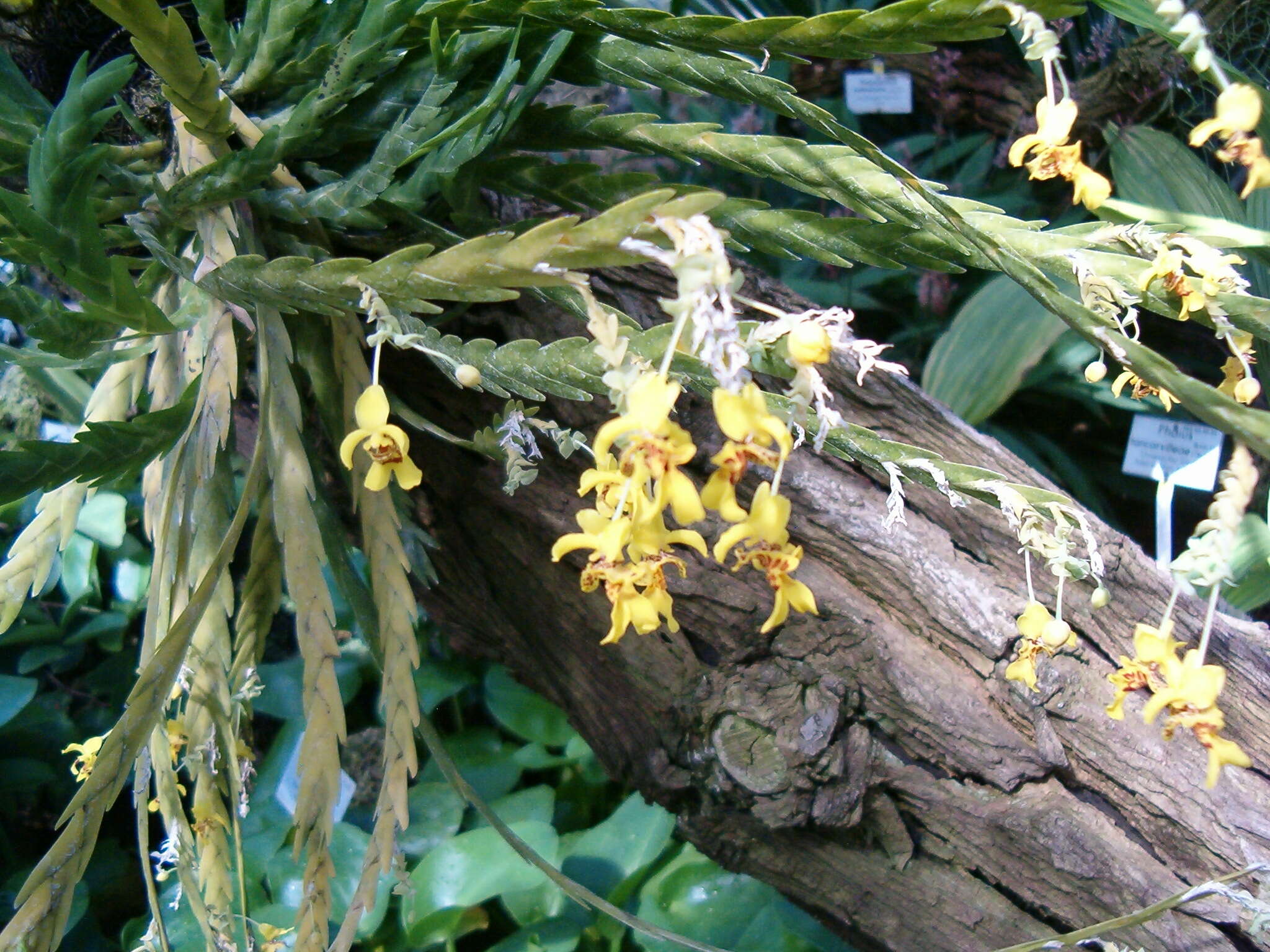 Image of Lockhartia oerstedii Rchb. fil.