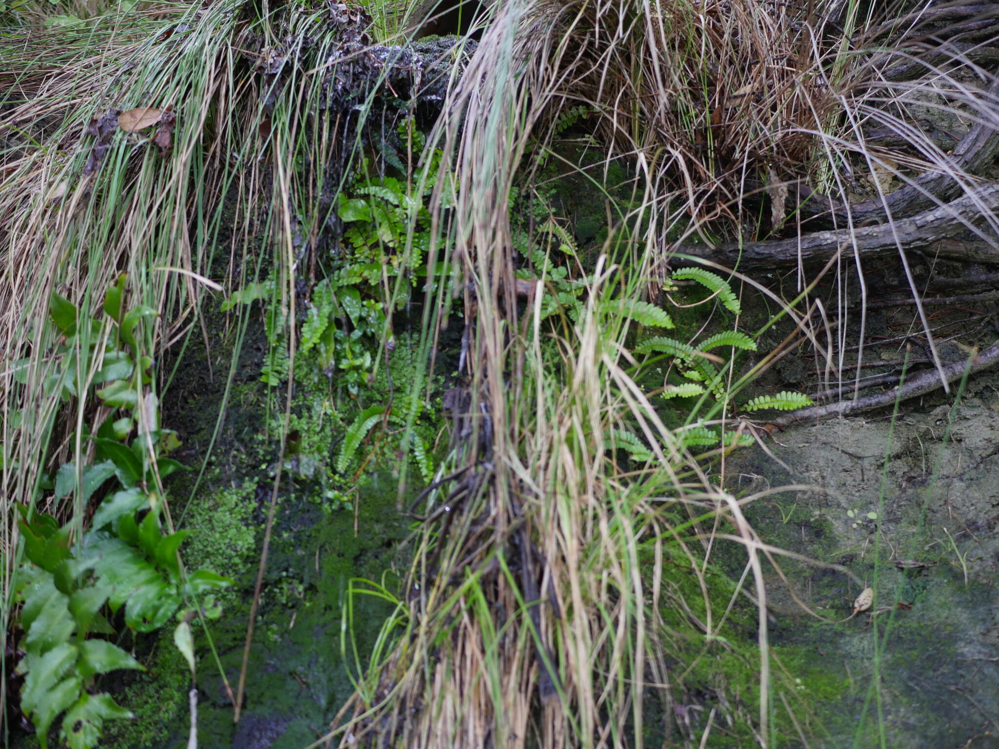 Слика од Nephrolepis cordifolia (L.) C. Presl