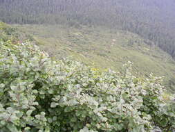 Imagem de Alnus alnobetula (Ehrh.) K. Koch