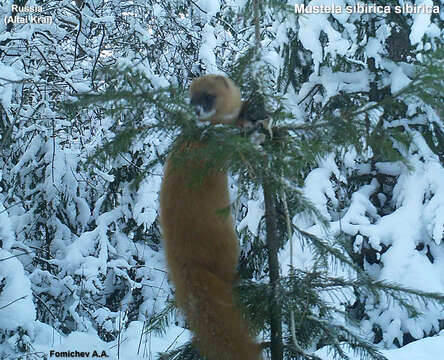 Image of Siberian Weasel