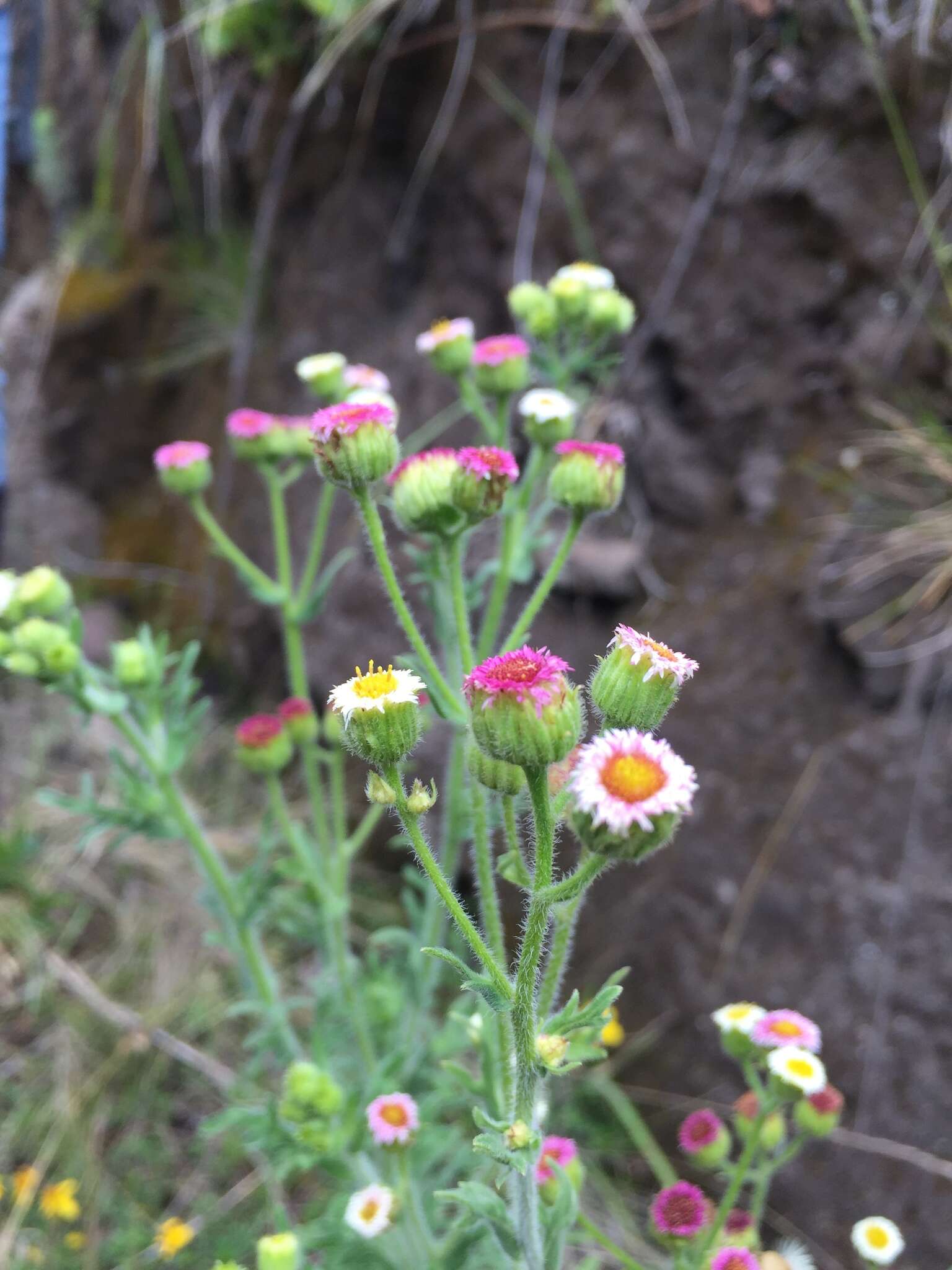 Image of Erigeron apiculatus Benth.