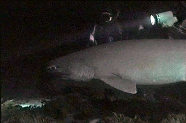Image of Bluntnose Sixgill Shark
