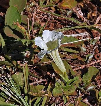 Image of Ruellia morongii Britton