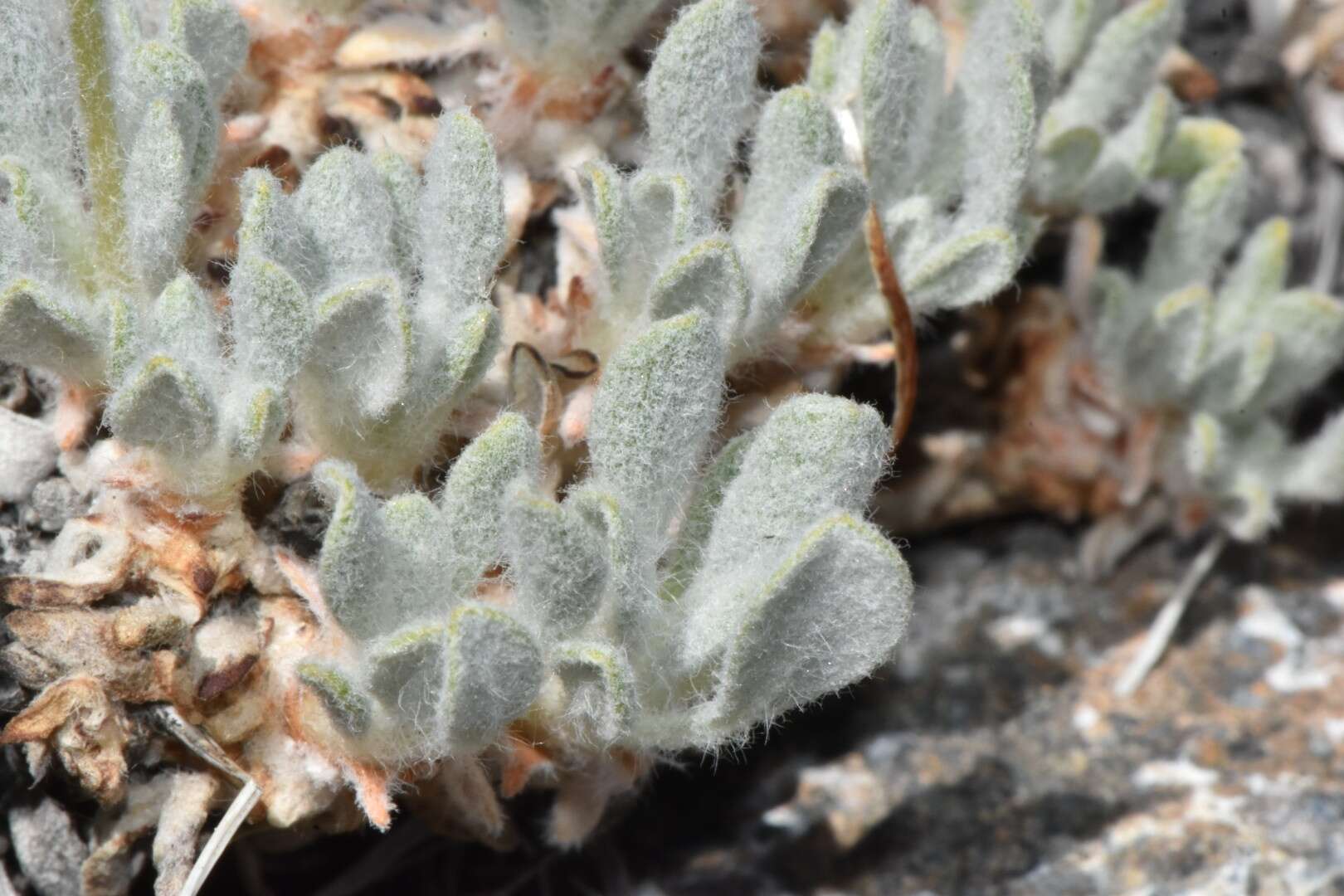 Image of Great Basin Desert buckwheat