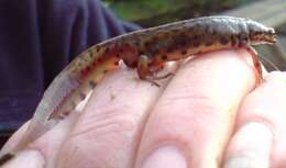 Image of Smooth Newt