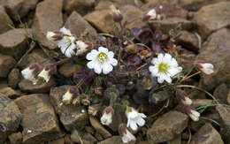 Plancia ëd Cerastium arcticum Lange