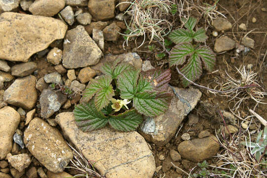 Image of Stone Bramble