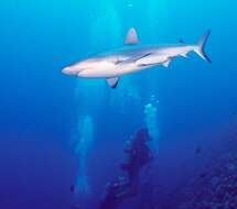 Image of Gray Reef Shark