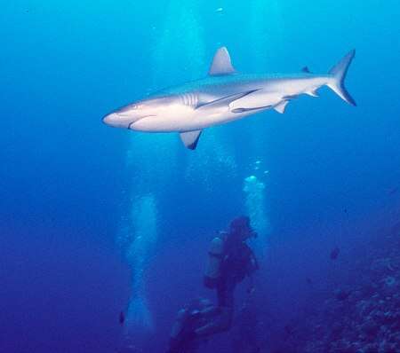 Image of Gray Reef Shark