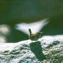 Image of St Kilda Wren