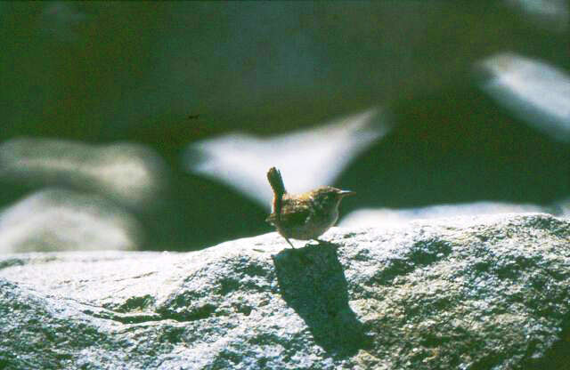 Image of St Kilda Wren