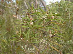 Imagem de Hakea benthamii I. M. Turner