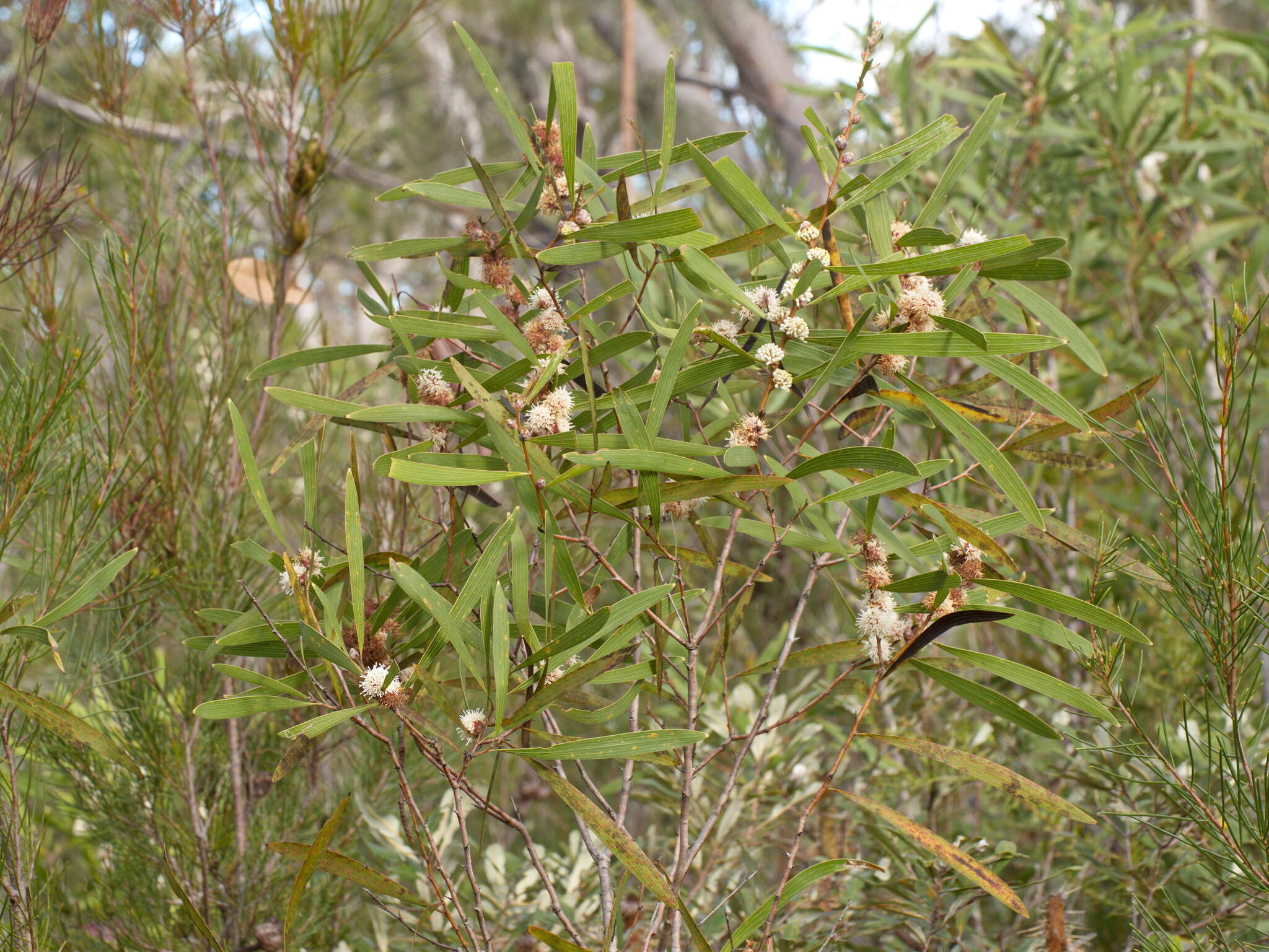 Image of Hakea benthamii I. M. Turner