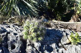 Image of Echinocereus parkeri subsp. parkeri