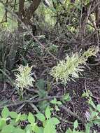 Image of Sansevieria aethiopica Thunb.