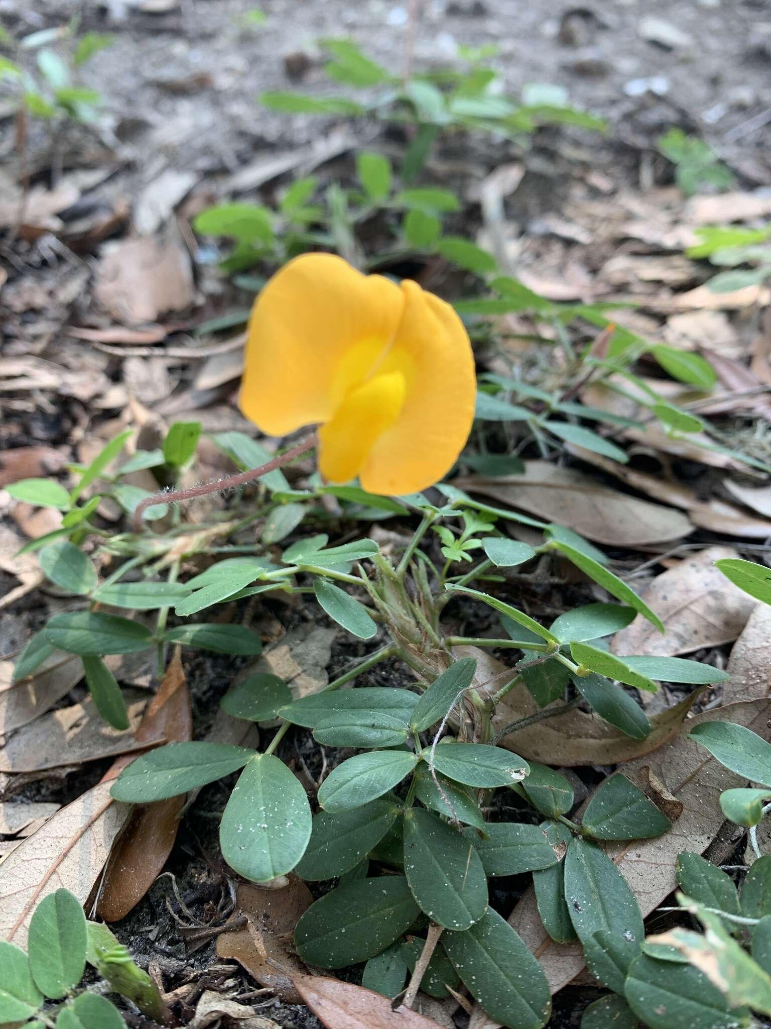 Слика од Arachis glabrata Benth.