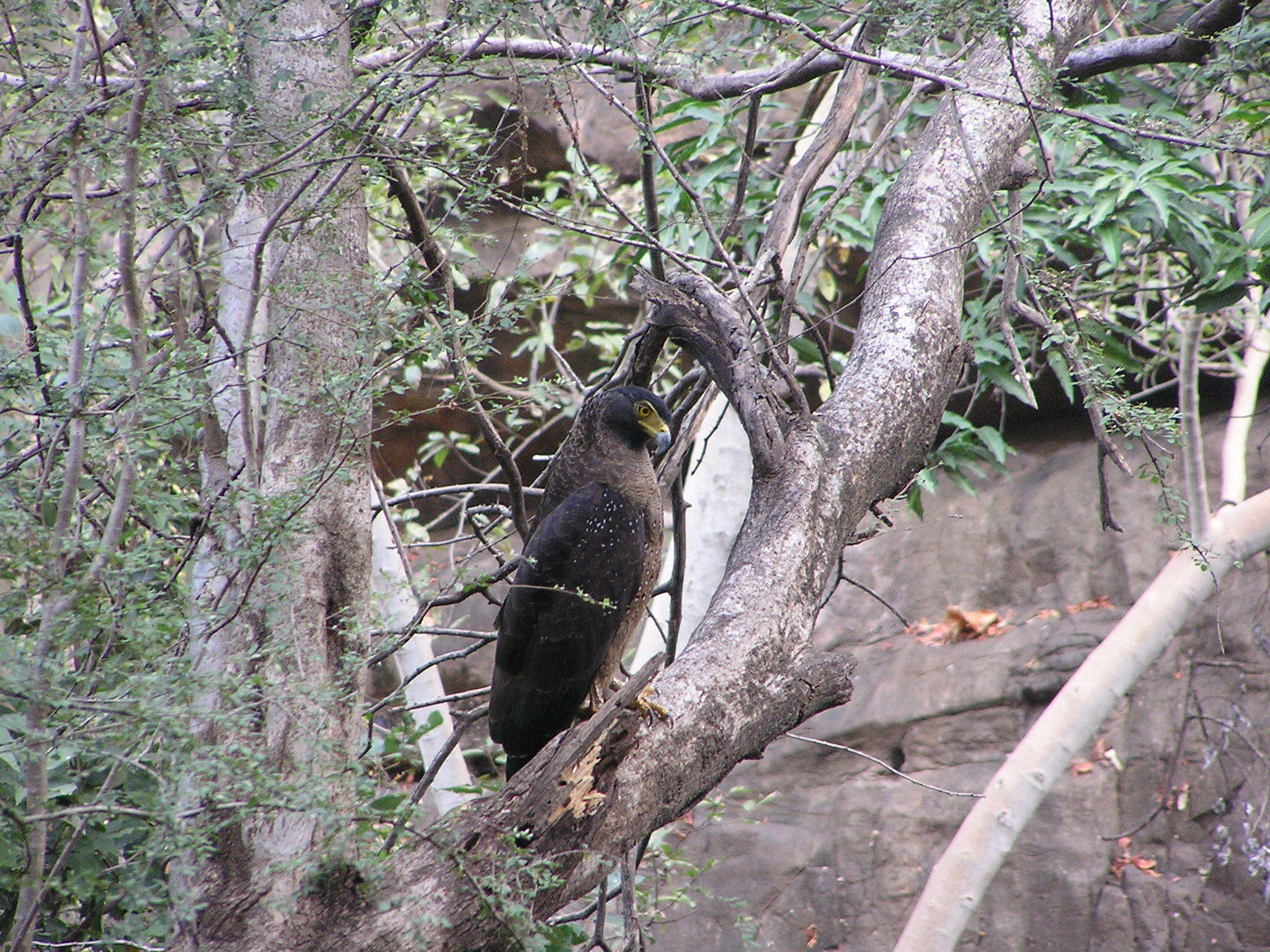 Image of Crested Serpent Eagle