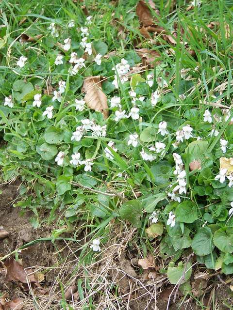 Image of common dog-violet