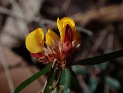 Image of Pultenaea linophylla Schrad. & Wendl.