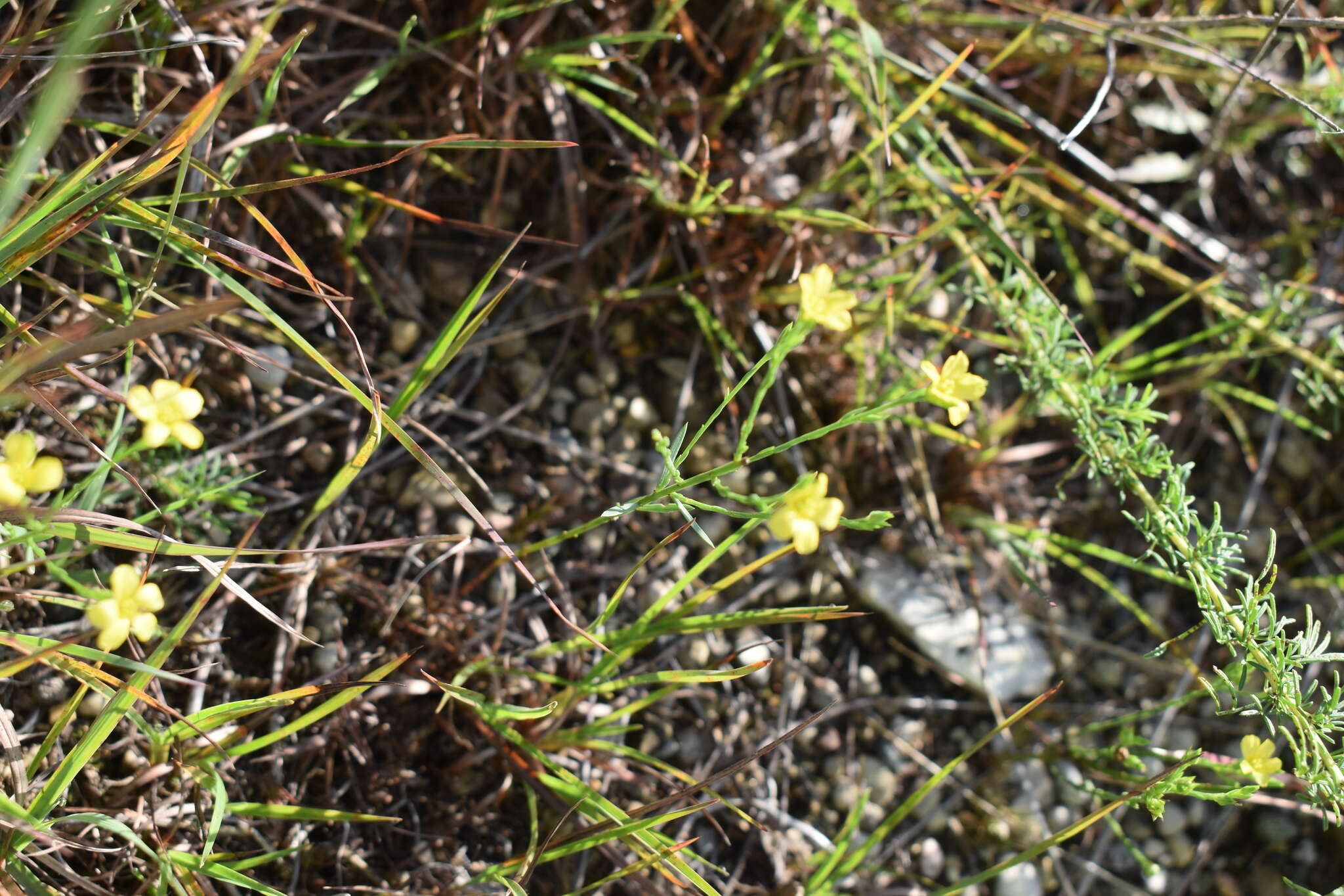 Слика од Linum sulcatum Riddell